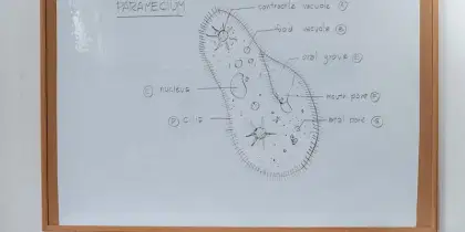 Bihar Board Syllabus 2023: Stream-wise Subjects PDF Link