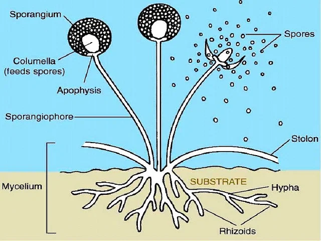 Structure of Fungi (e.g., Rhizopus)