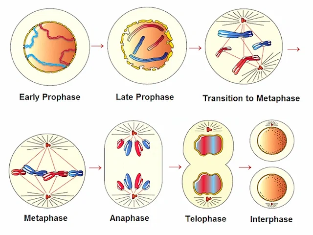 Stages of Mitosis and Meiosis