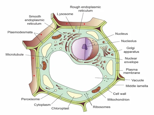 Plant Cell Structure