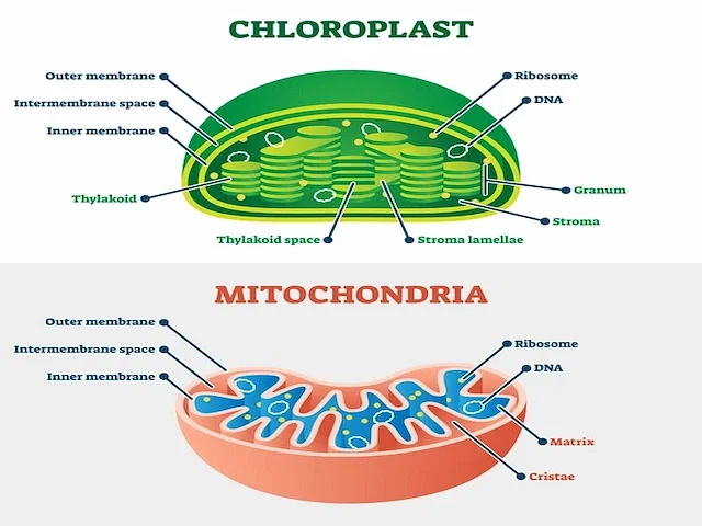 Chloroplast and Mitochondria