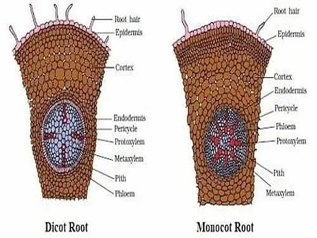 Structure of Dicot and Monocot Roots, Stems, Leaves