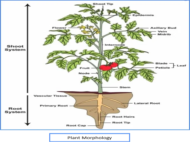 Diagrams of Root, Stem, Leaf, Flower, and Fruit