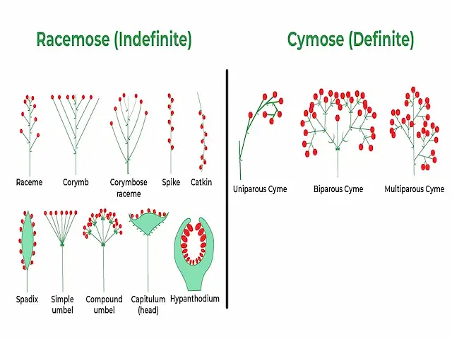 Different Types of Inflorescence