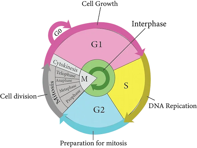 Cell Cycle Representation