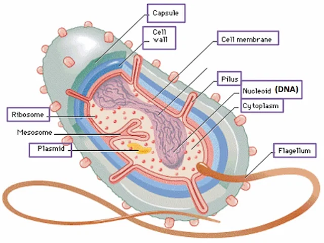 Bacterial Cell Structure