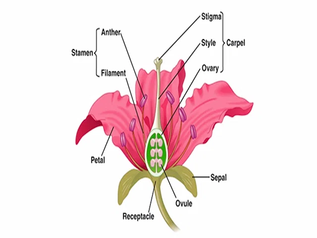 Structure of Flowering Plants