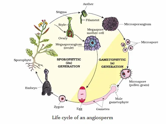 Lifecycle of Algae, Bryophytes, Pteridophytes, and Gymnosperms