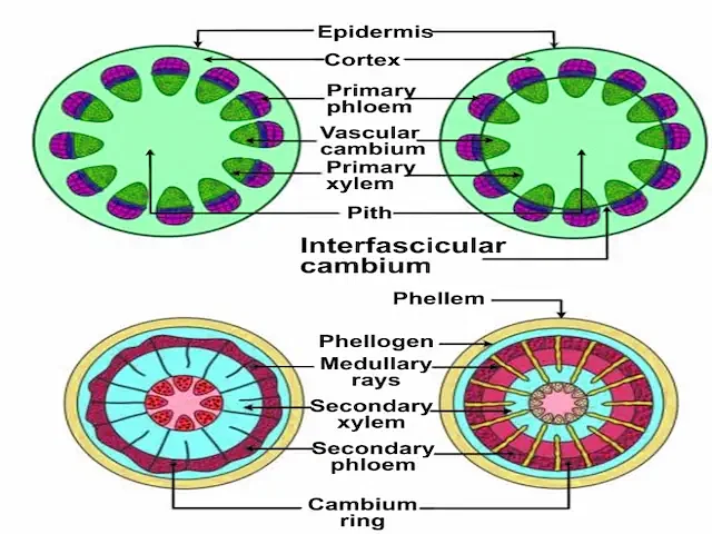 Secondary Growth in Plants