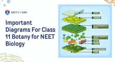 Important Diagrams For Class 11 Botany for NEET Biology