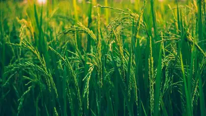 Government Agriculture Colleges in India 2024