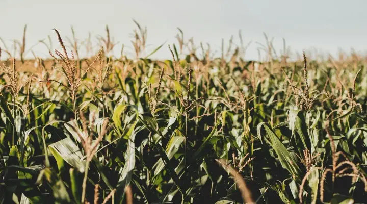 PJTAU TS BSc Agriculture Phase1 Counselling Schedule 2024 Released