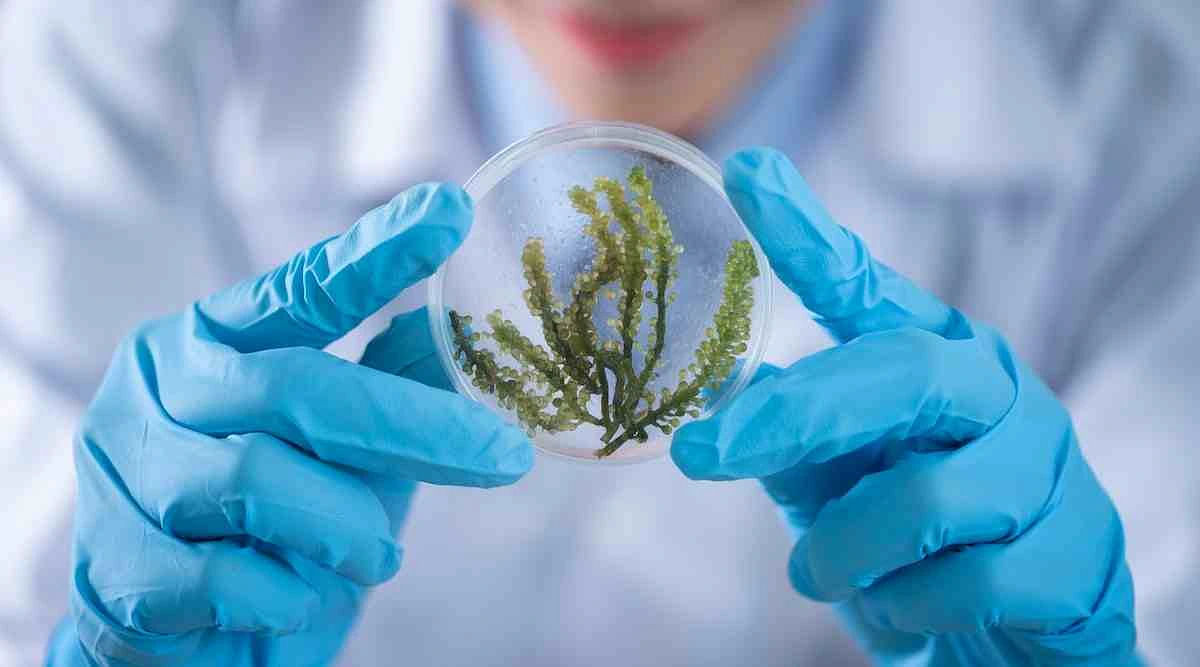 CBSE Class 12 Biotechnology Answer Key 2023 (Unofficial) Out: Download CBSE Answer Key PDF
