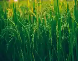 AP AGRICET Seat Allotment 2024 Tomorrow at apangrau-agricetadmissions.aptonline.in