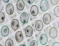 COMEDK UGET 2024 Mock Test Link Active at comedk.org: Access Direct Link Here