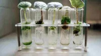 ICSE Biology Answer Key 2025: Question Paper Analysis, Unofficial Key