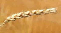 AP AGRICET Result 2024 Expected Release Date