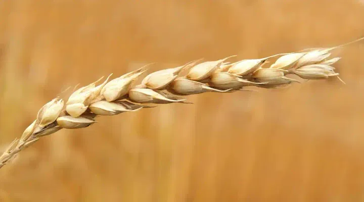 AP AGRICET Result 2024 Expected Release Date