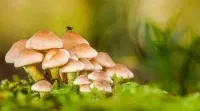 Kerala Plus Two Biology 2024 Answer Key, Question Paper and Exam Analysis