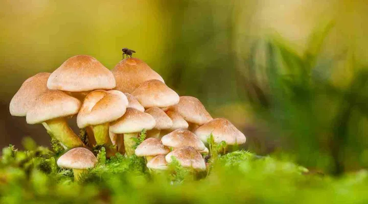 Kerala Plus Two Biology 2024 Answer Key, Question Paper and Exam Analysis
