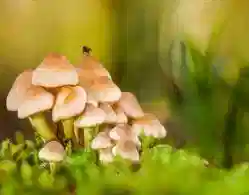 Kerala Plus Two Biology 2024 Answer Key, Question Paper and Exam Analysis